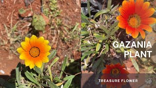 Gazania  The Treasure flower or the African daisy Learn how to propagate through division [upl. by Raye]