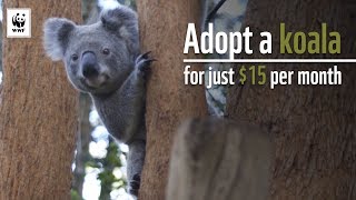 Adopt a Koala Today – Help WWF Protect Koalas in Crisis [upl. by Fougere]