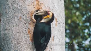 Wreathed hornbill [upl. by Notwen919]