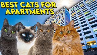 Apartment Cats The Perfect Breeds [upl. by Daugherty]