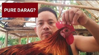 PURE DARAG ROOSTER PAANO MALALAMAN  DARAG buyer from Bataan [upl. by Polito]