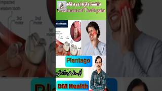 Teeth careplantagoدانت اور داڑھ درد کا علاج [upl. by Radmilla]