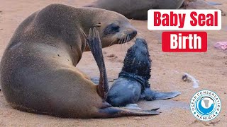 Baby Seal Live Birth [upl. by Tatman]