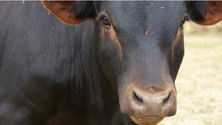 Weaning the TEXAS Mashona Calves Drone Video [upl. by Rikki888]