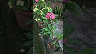 miliplant euphorbia gardening natureserenity plantlovers [upl. by Bear]