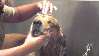 How to Bathe Your Dog  Dog Grooming [upl. by Nuri]