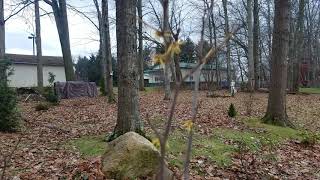 Witch hazel Hamamelis Virginiana [upl. by Nancey444]