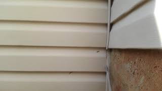 Wasp nest under siding [upl. by Haldane]