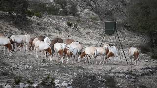 Trophy Scimitar Oryx [upl. by Nelli]