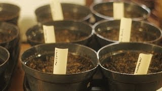 Growing Herbs Indoors amp Checking your Seeds for Germination  The Wisconsin Vegetable Gardener [upl. by Basil451]