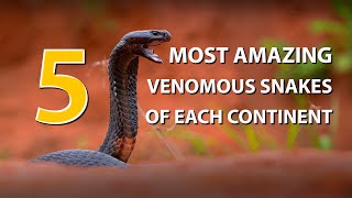 5 most amazing venomous snakes from each continent [upl. by Couhp]