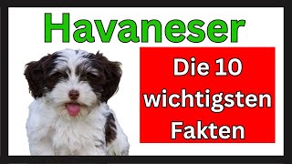 Havaneser 🐶 Die 10 wichtigsten Fakten dieser Hunderasse [upl. by Hollenbeck]