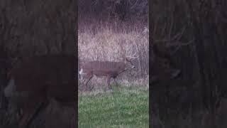 The Dagger Buck is Down New Episode is LIVE [upl. by Radborne169]