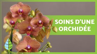 Soins dune orchidée 🌸 Arrosage substrat engrais et bien plus  ☀️💧 [upl. by Hyacinthie]