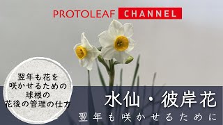 【水仙・彼岸花】翌年も花を咲かせるために 球根の花後の管理の仕方 [upl. by Hanas]