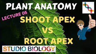 Plant Anatomy 05  Shoot apex vs Root apex [upl. by Thetis]