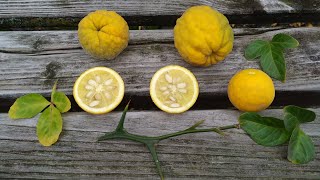 Trifoliate Orange or Hardy or Bitter Orange in Germany Poncirus trifoliata [upl. by Enaxor]