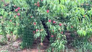 Picking Peaches in Larriland Farm [upl. by Euh]