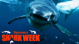 SHARK ATTACK Caught on Camera  Shark Week  Discovery [upl. by Amzu]