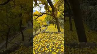 The autumn season in Hunza Valley Pakistan short shorts fyp fypシ゚viral nature hunza india [upl. by Humfrid]