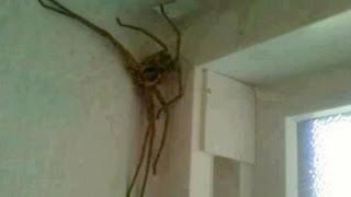 Worlds Biggest Spiders All Time  Biggest Spiders Huge Spiders  BIG SPIDERS LARGEST SPIDERS [upl. by Lerred]