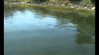 Great White Shark in Massachusetts salt pond 2 [upl. by Mirna667]