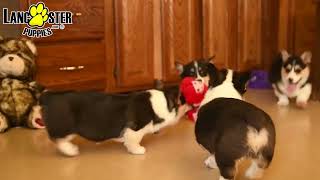 Playful Welsh Corgi Puppies [upl. by Wj50]