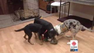 Dogs to Reduce Anxiety  CBC [upl. by Gelasias949]