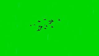 Bird Flying Green Screen Video [upl. by Drahnreb]