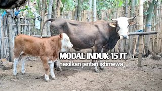 MODAL INDUK 15JT HASILKAN PEDET JANTAN SUPER [upl. by Anikat]