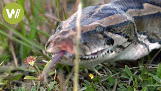 Florida Python Challenge in den Everglades [upl. by Cirnek]