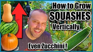 How to Grow Squash VerticallyEVEN ZUCCHINI Small Space Gardening [upl. by Reeva988]