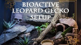 Bioactive LEOPARD GECKO setup [upl. by Nolla]