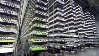 How Aerofarms vertical farms grow produce [upl. by Ysset]