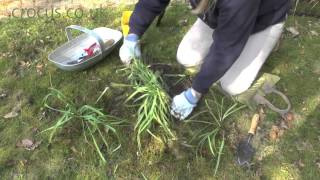 Dividing and replanting snowdrops [upl. by Findlay]