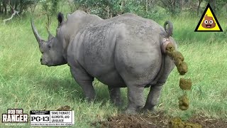 Territorial Triumph Witness A Majestic Southern White Rhino Bull Defining His Domain [upl. by Gabi174]