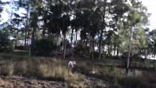 Dogo Argentino vs wild boar hog pig hunting training [upl. by Analed]