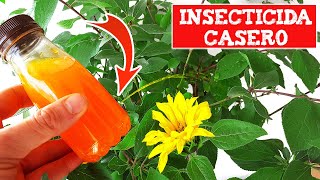 REMEDIO CASERO Para ELIMINAR Ya Mismo PLAGAS En Tus PLANTAS ❗ INSECTICIDA Para Quitar PULGONES [upl. by Ballinger]