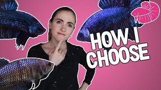 Betta Breeding  How I Pick The Best Fish to Breed Traits Overview [upl. by Ruberta360]