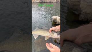 Walleye￼ 11224 bankslake fishing [upl. by Negrom351]