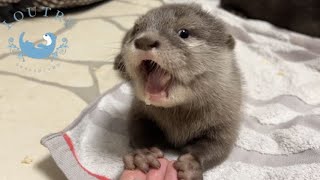 Baby Otter First Meal [upl. by Raimondo]