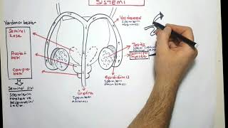 Erkek üreme sistemi [upl. by Acquah]
