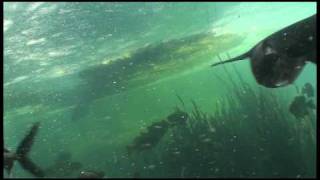 Huge Paddlefish Feeding [upl. by Nylaret]