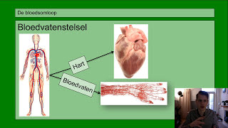 Basisstof 2 De bloedsomloop [upl. by Hnirt]