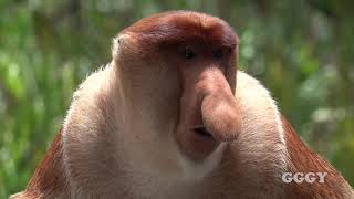 코주부 원숭이  Proboscis Monkeys LABUK BAY PROBOSCIS MONKEY SANCTUARY [upl. by Urion]