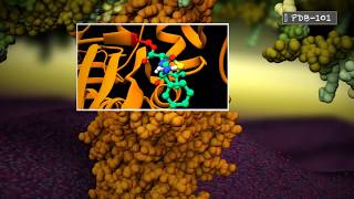 Penicillin Binding Protein Binding Ampicillin [upl. by Jaquenetta]