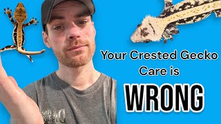 Crested gecko care The myths tips tricks and elevating husbandry [upl. by Willman306]