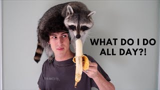 A Day in the Life of a Pet Raccoon [upl. by Arahsit698]