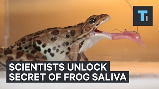 Slowmotion footage reveals the unique way frogs capture their prey [upl. by Tallbot]