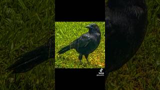 Nevermore raven crow edgarallanpoe [upl. by Aistek663]